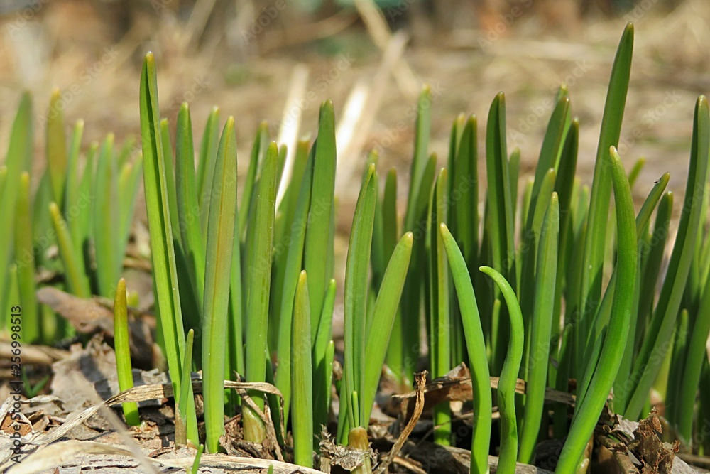 Young green shoot come out from the ground in the spring Young green shoot come out from the ground in the spring