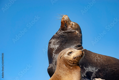 Sea lions basking in the sun at Lands End in the resort of Cabo San Lucas at the southern tip of Baja California in Mexico