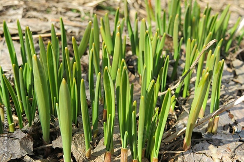 Young green shoot come out from the ground in the spring