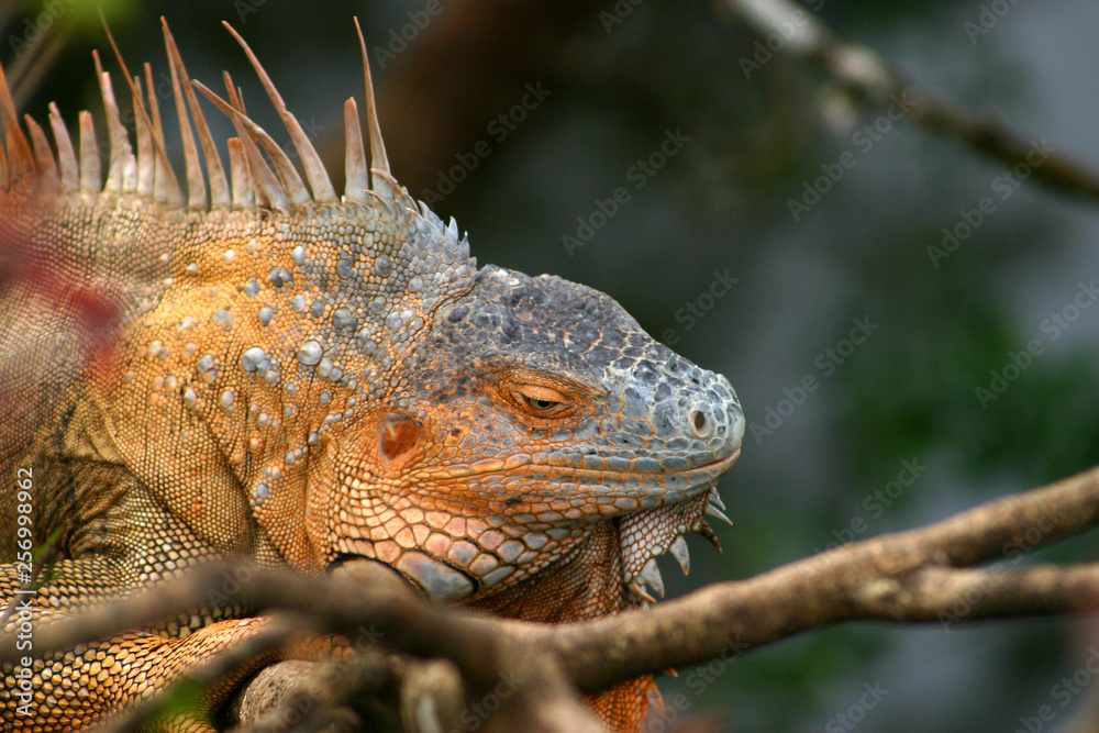 Fototapeta premium Head of Iguana lizard on a branch at Cano Negro in Costa Rica