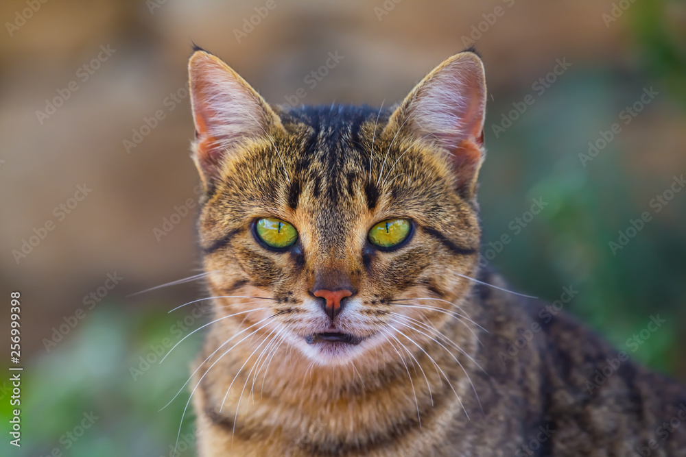 closeup beautiful cat portrait