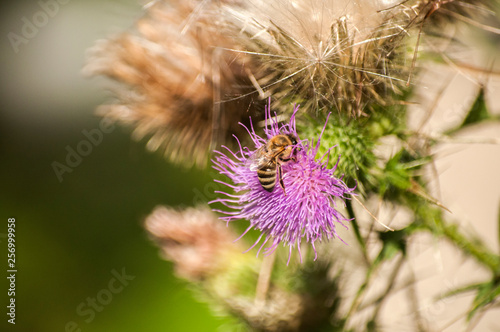 A beautiful color of blooming head donkey thistle with wild bee on it closeup as natural background