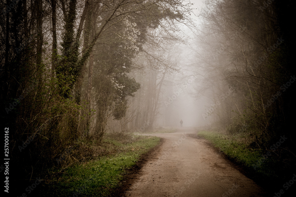 Saint-Germain-en-Laye Forest, France