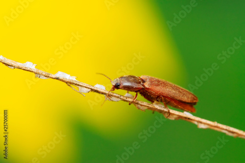 buckle beetles photo