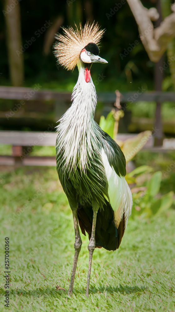 Fototapeta premium crowned crane