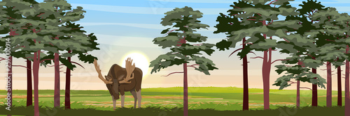 Elk in the meadow near the high pines. Wild animals of Eurasia, Scandinavia, Canada and America. Realistic Vector Landscape