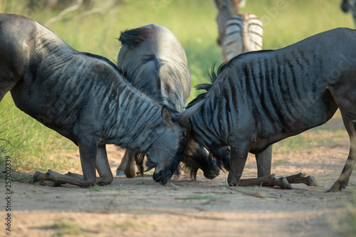 Young Wildebeest bulls learning to fight 