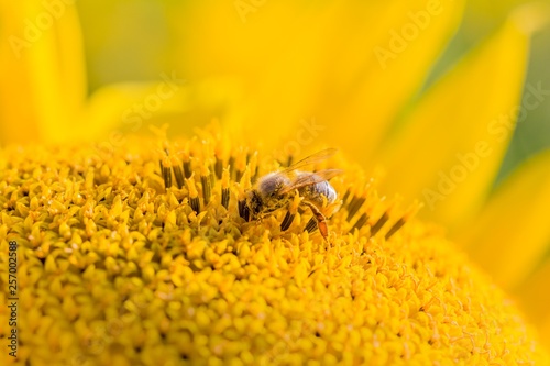 Honey bee covered with yellow pollen collecting sunflower nectar. Animal sitting at summer sun flower and collect for important environment ecology sustainability. Awareness of nature climate change