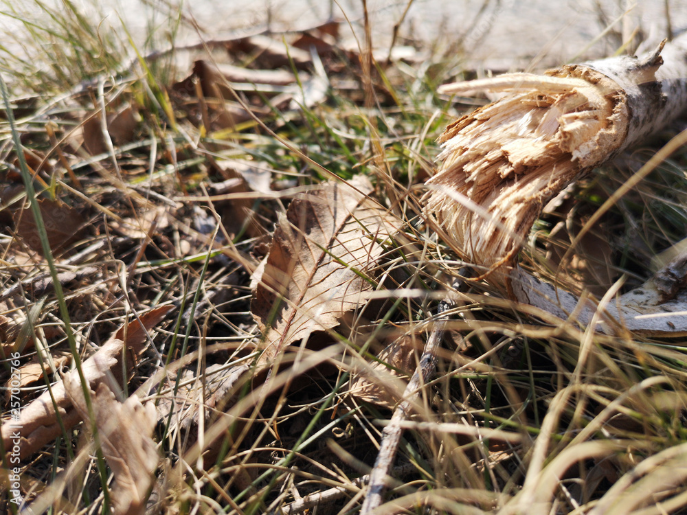 Texture of dry grass and leaves closeup in Russia, in March