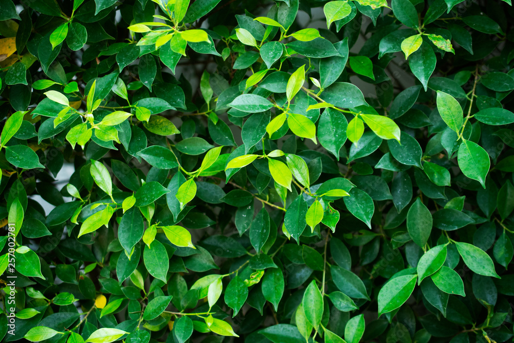 green leaf on blurred greenery background concept green leaf on blurred greenery background concept