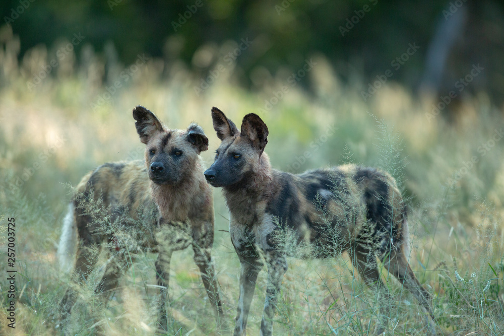 A pack of wild dogs with the alpha male showing obvious signs of being in a fight A pack of wild dogs with the alpha male showing obvious signs of being in a fight