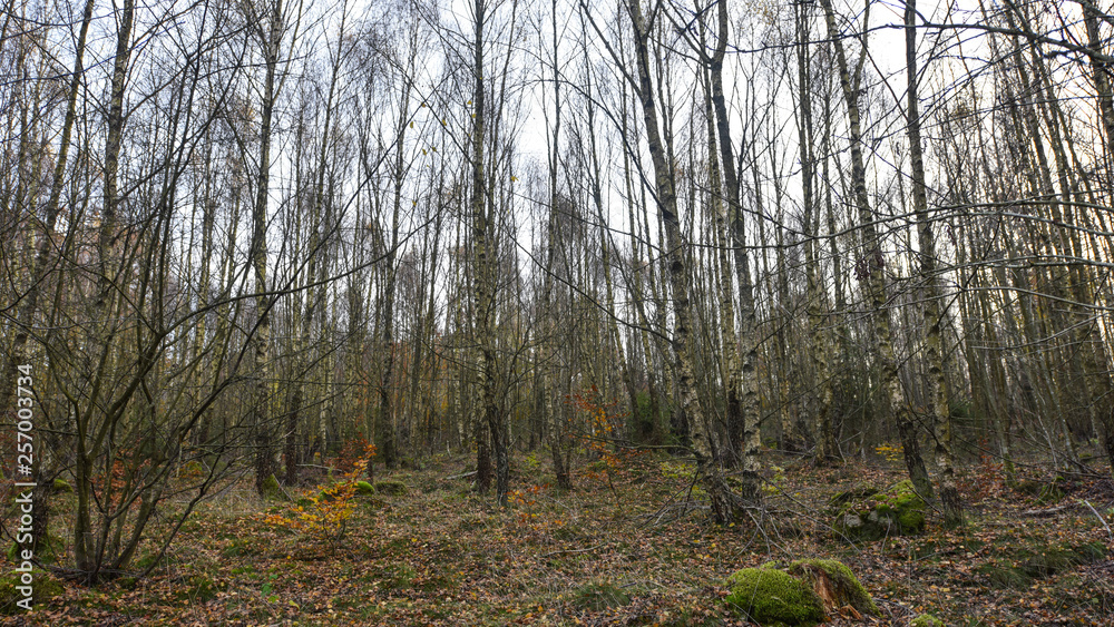 Fototapeta premium Soderasen