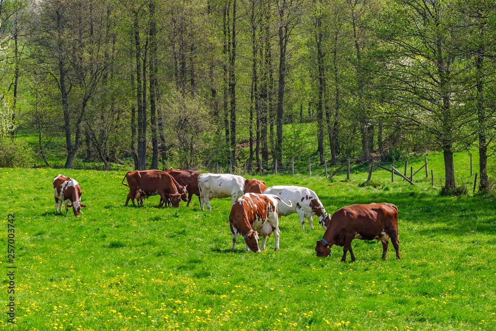 Grazing dairy cows on a meadow