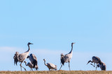 Flock of cranes in spring
