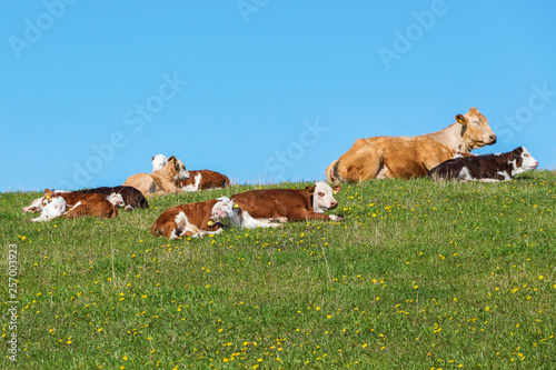 Calves and cows on a meadow