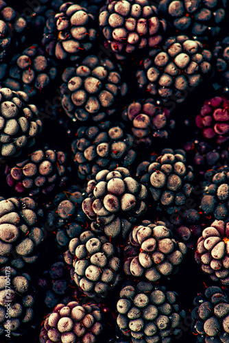 Background of frozen black berries