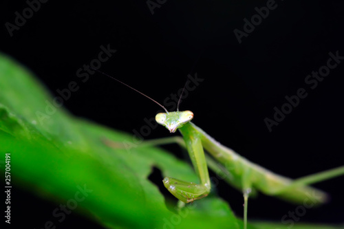 Mantis larvae on plant © YuanGeng