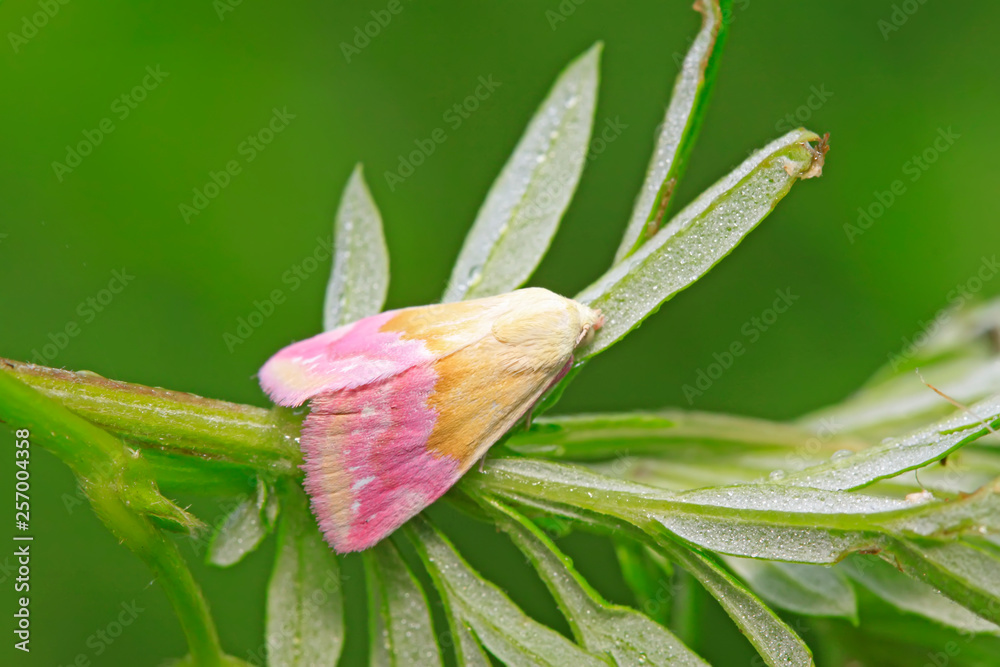 Moth insects on plant Moth insects on plant