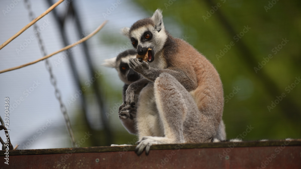 Fototapeta premium Ystad Djurpark