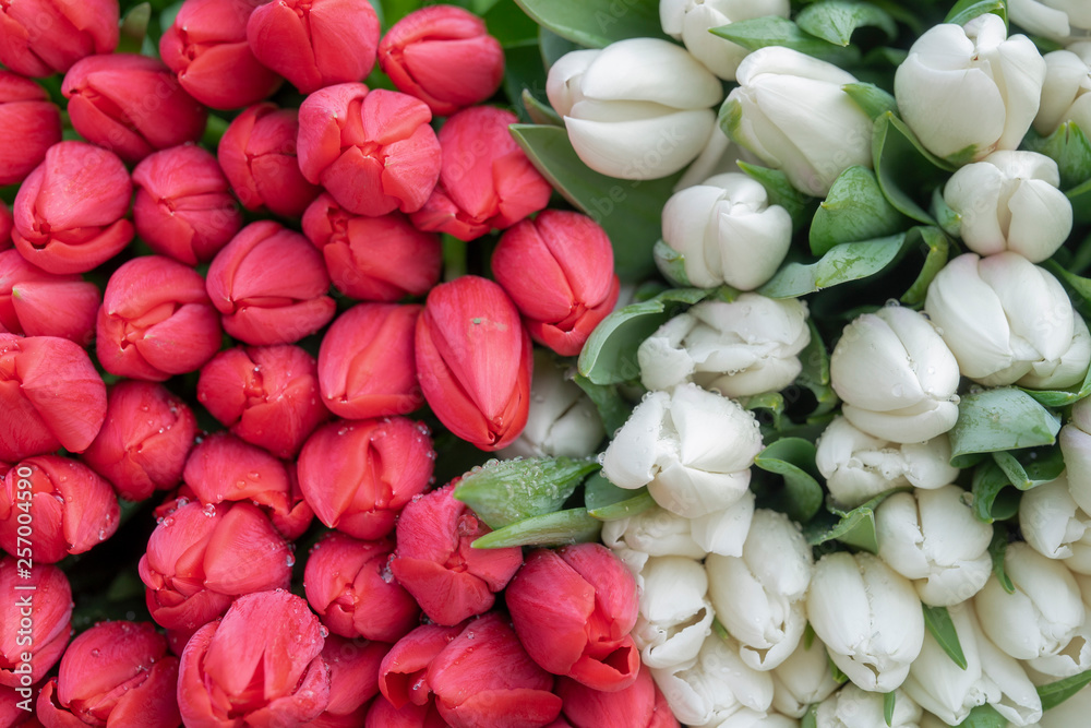 Multicolored spring tulips in huge bunch, view on top.