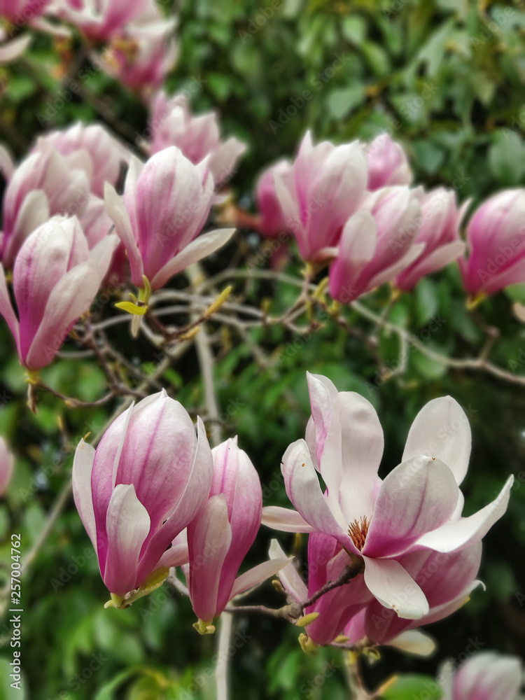 View of pink magnolia flowering branches in the park