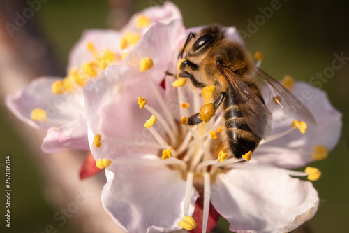 Bee on apricot flower. Macro shot of insect on a spring blossom of fruit tree. © Milan