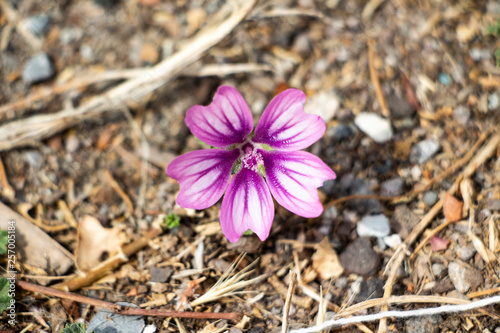 blue flower