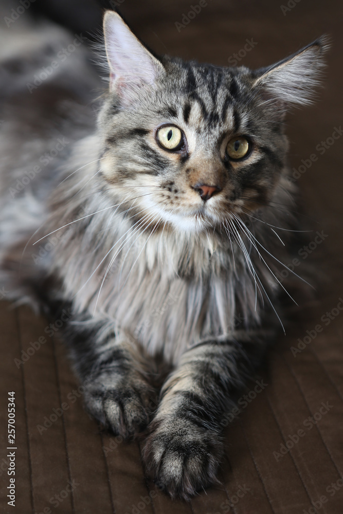 young maine coon cat on a brown background. Beautiful cat