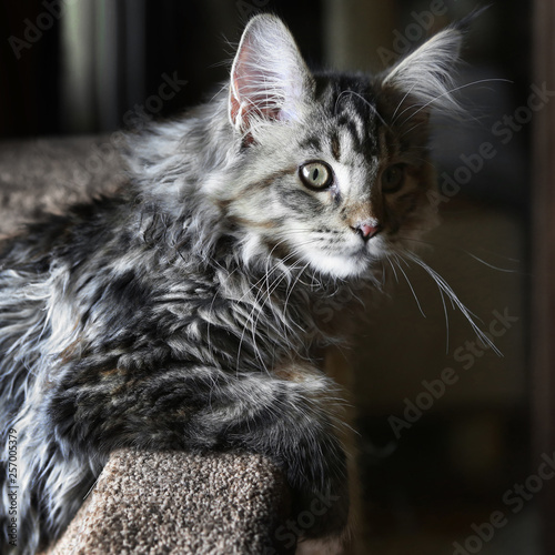 Young Maine Coon cat on a brown background. Beautiful cat.