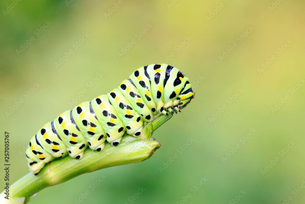 Papilio machaon on green plant