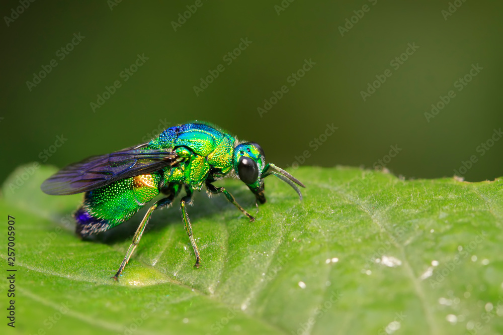 Chrysis shanghaiensis on green leaves Chrysis shanghaiensis on green leaves