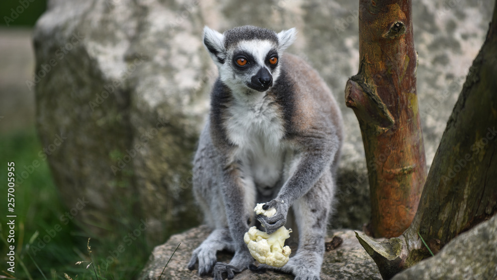 Obraz premium Ystad Djurpark