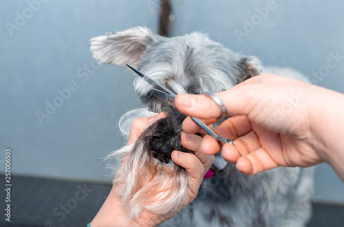 Miniature schnauzer in a hairdressing session in a veterinary clinic