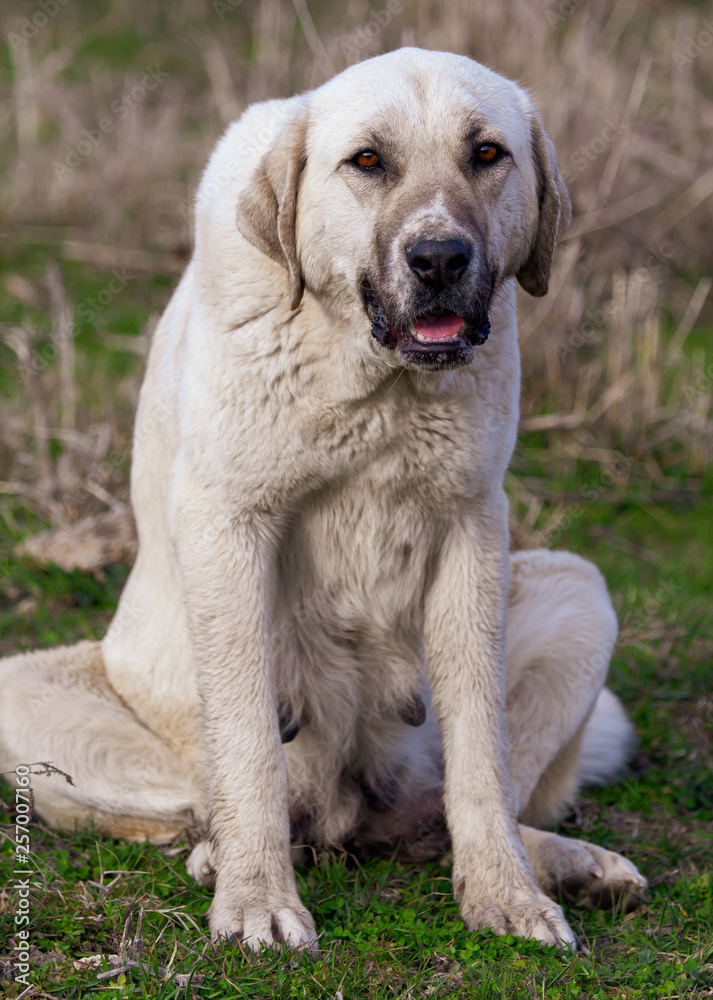 Portrait of a dog on the grass in spring Portrait of a dog on the grass in spring