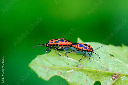 stinkbug mating on green leaf © YuanGeng