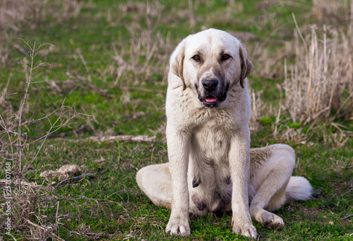 Portrait of a dog on the grass in spring © schankz