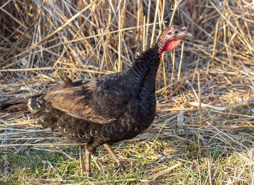 Turkeys graze in the meadow in spring Turkeys graze in the meadow in spring