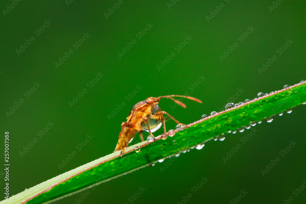 stinkbug on plant stinkbug on plant