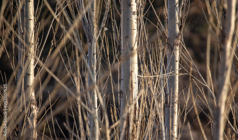 Fototapeta premium Poplar trees are bare in nature