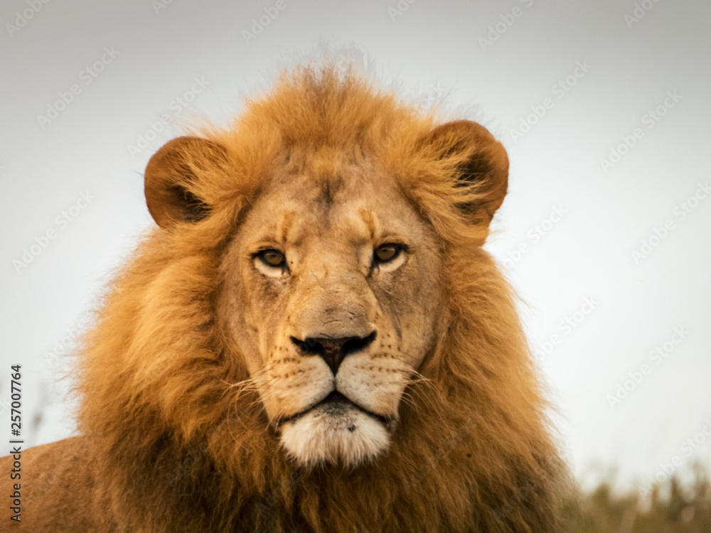 Lo sguardo del leone