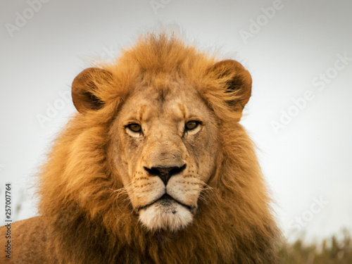 Fototapeta Naklejka Na Ścianę i Meble -  Lo sguardo del leone