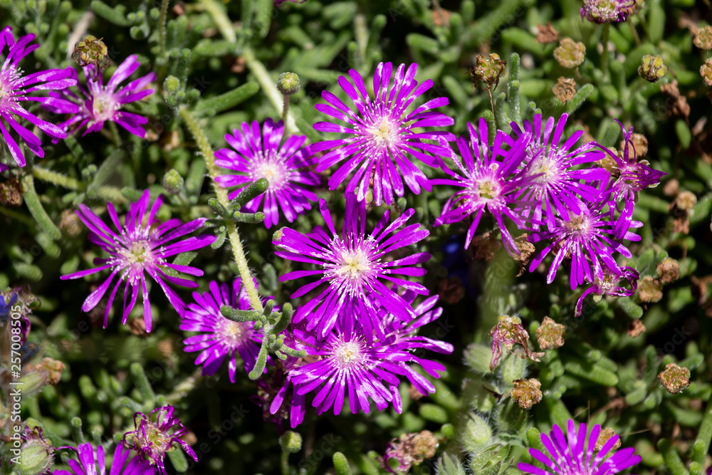 flowers in the garden flowers in the garden