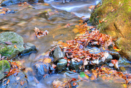 Fallen autumn leaves swimming in cold stream in the middle of rocks.