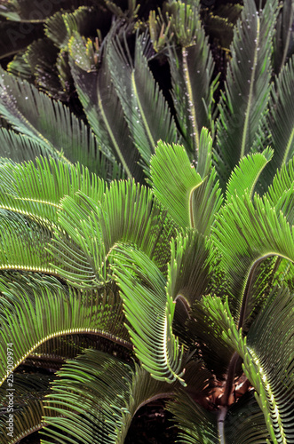 green palm leaves