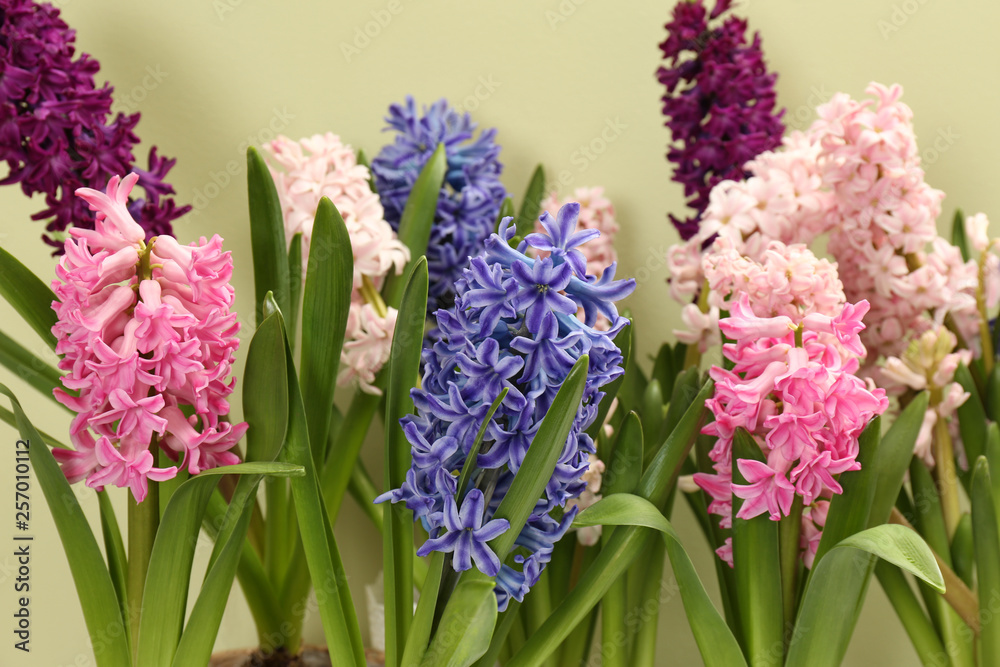 Obraz premium Beautiful spring hyacinth flowers on color background, closeup