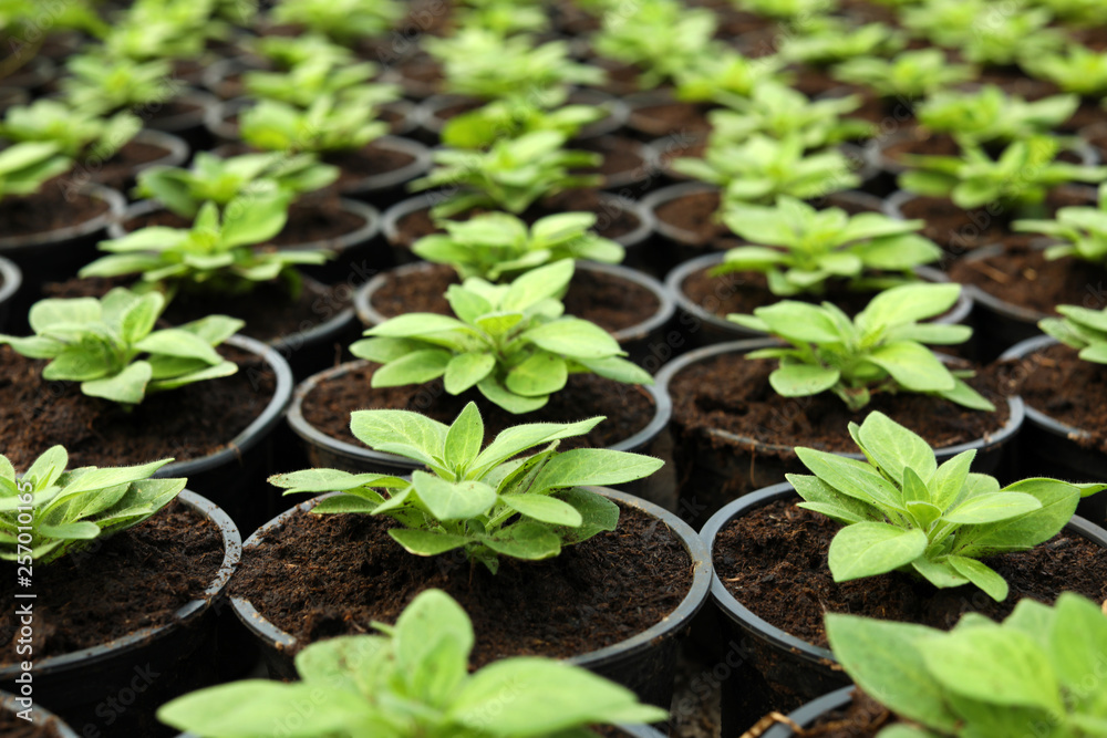 Many fresh green seedlings growing in pots with soil, closeup Many fresh green seedlings growing in pots with soil, closeup