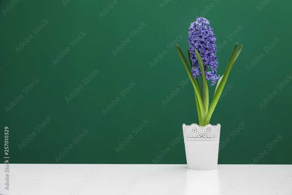 Beautiful hyacinth in pot on table against color background, space for text. Spring flower