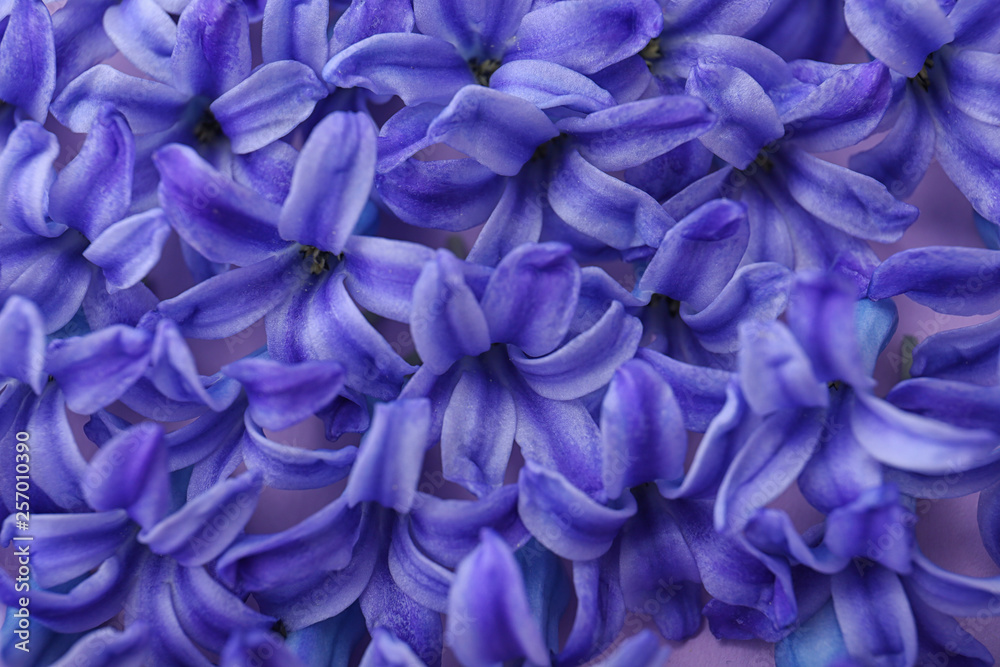 Fototapeta premium Blooming spring hyacinth flowers as background, closeup view