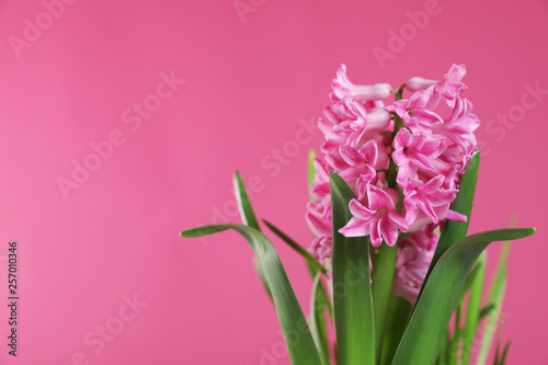 Beautiful hyacinth on color background, space for text. Spring flowers © New Africa