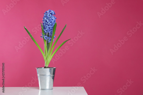 Beautiful hyacinth in metal bucket on table against color background, space for text. Spring flower